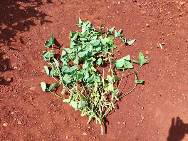 #85 - Chácara para Venda em Marechal Cândido Rondon - PR - 2