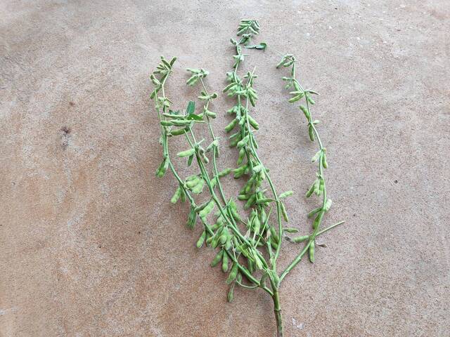 #85 - Chácara para Venda em Marechal Cândido Rondon - PR - 3